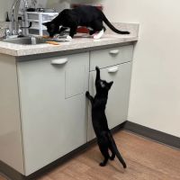 All 4 Paws Animal Hospital ico