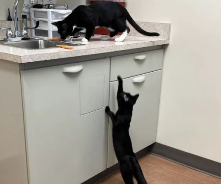 All 4 Paws Animal Hospital