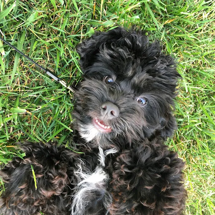 All 4 Paws Animal Hospital Picture 8