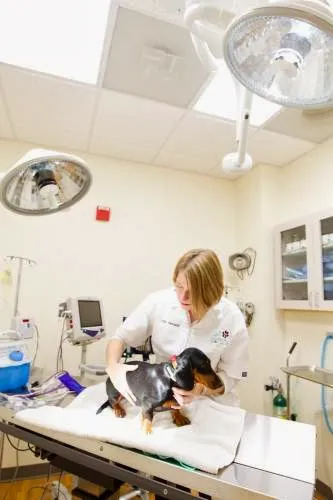 All 4 Paws Animal Hospital Picture 5
