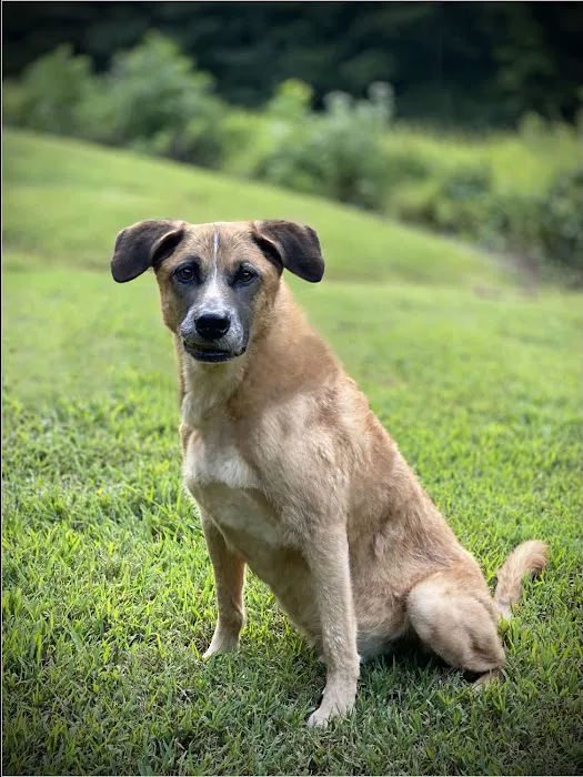 All 4 Paws Animal Hospital Picture 3