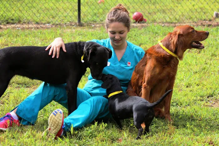Dogwood Veterinary Hospital and Pet Resort Picture 1