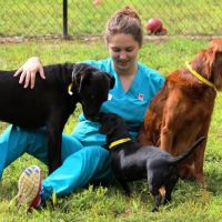 Dogwood Veterinary Hospital and Pet Resort ico