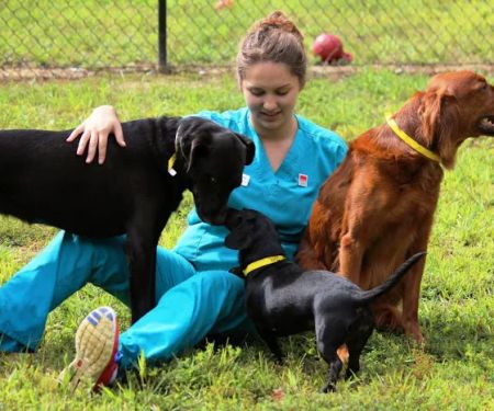 Dogwood Veterinary Hospital and Pet Resort