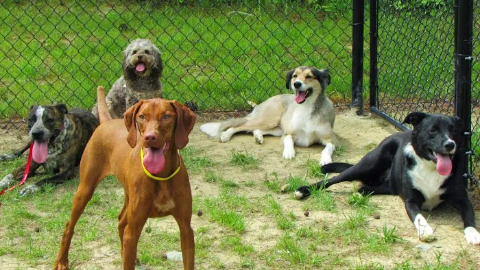 Dogwood Veterinary Hospital and Pet Resort Picture 8