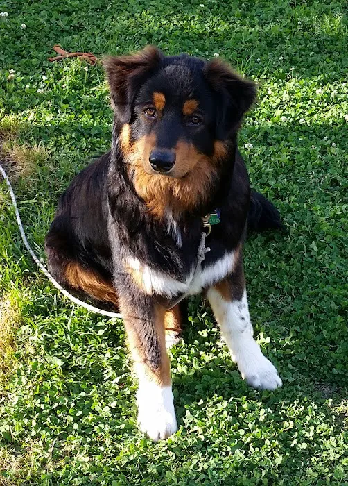 Heathsville Animal Hospital Picture 7