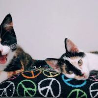 Heathsville Animal Hospital ico