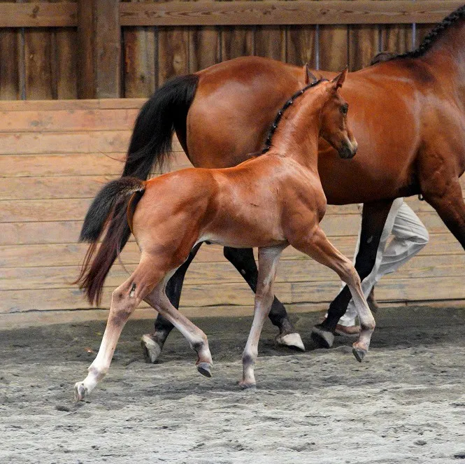 Bridle Creek Veterinary Service Picture 1