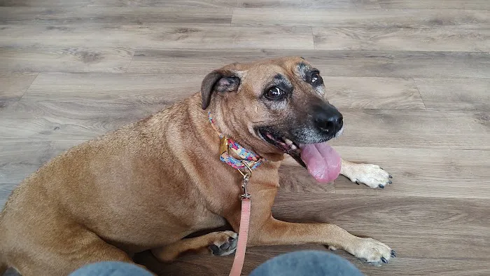 VCA Three Notch Animal Hospital Picture 8