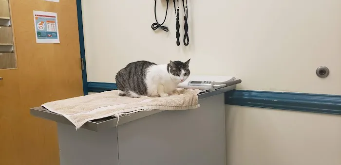 VCA Three Notch Animal Hospital Picture 1