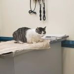 VCA Three Notch Animal Hospital