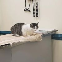 VCA Three Notch Animal Hospital ico