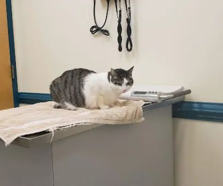 VCA Three Notch Animal Hospital