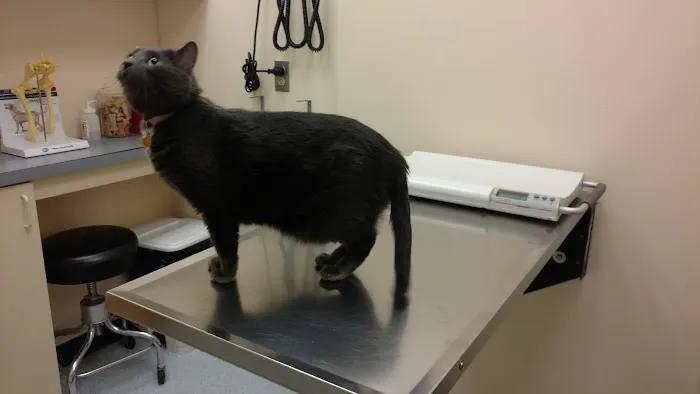 VCA Three Notch Animal Hospital Picture 4