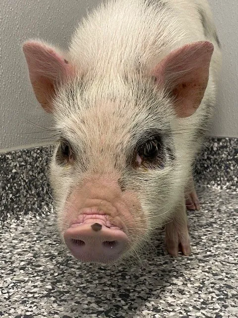 All Kinds Veterinary Hospital Picture 8