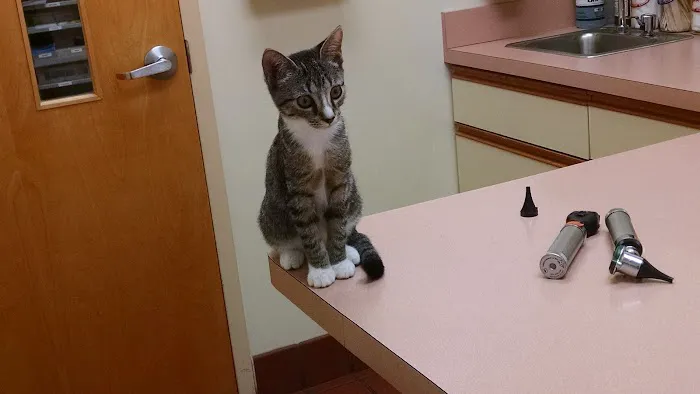 VCA St. Mary's Animal Hospital Picture 8
