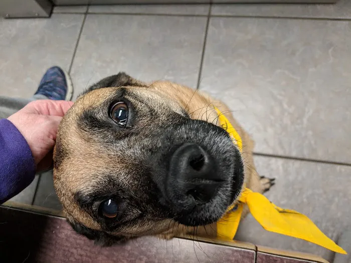 Solomons Veterinary Medical Center Picture 7