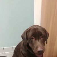 Solomons Veterinary Medical Center ico