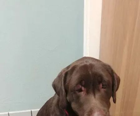 Solomons Veterinary Medical Center