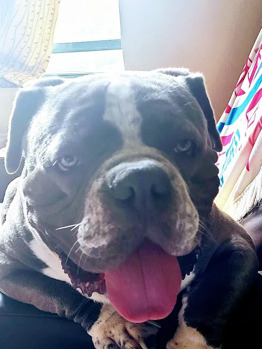Well Pet Clinic Picture 1