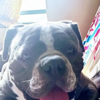 Well Pet Clinic ico