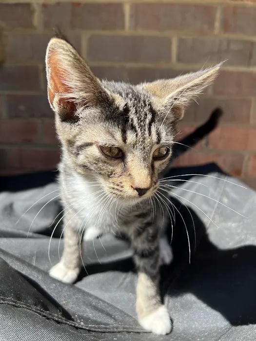 Well Pet Clinic Picture 3