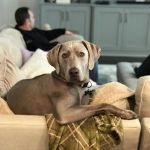 Virginia Veterinary Centers - Richmond