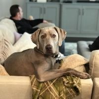 Virginia Veterinary Centers - Richmond ico