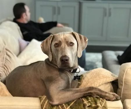 Virginia Veterinary Centers - Richmond