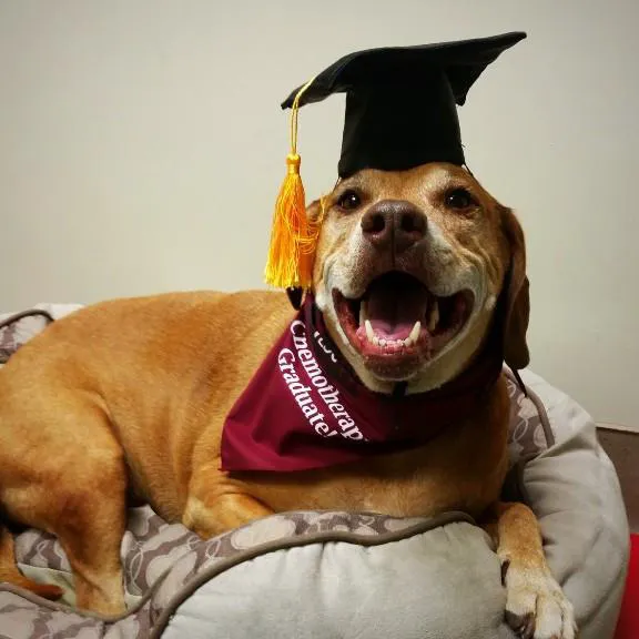 Virginia Veterinary Centers - Richmond Picture 10