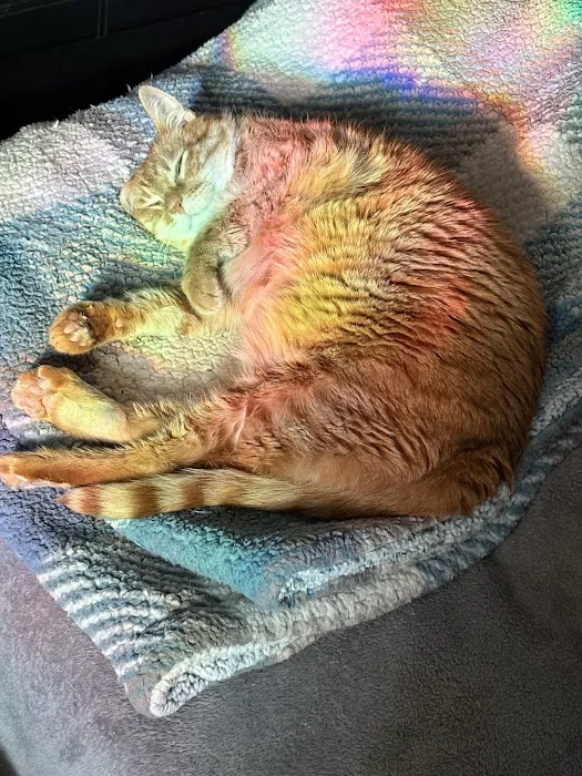 Virginia Veterinary Centers - Richmond Picture 9