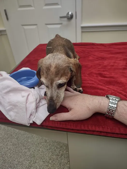 Cary Street Veterinary Hospital Picture 4