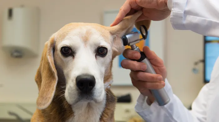 Fan Veterinary Clinic Picture 10