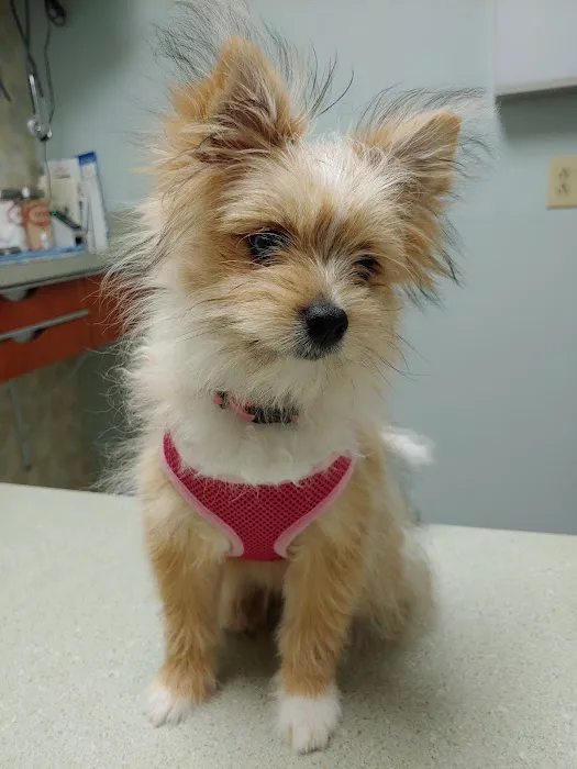 Fan Veterinary Clinic Picture 5