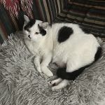 Jones Veterinary Care PLLC