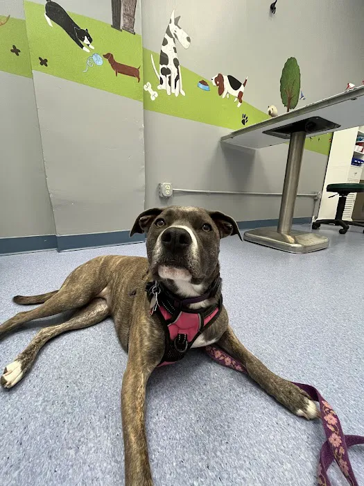 Church Hill Animal Hospital Picture 6