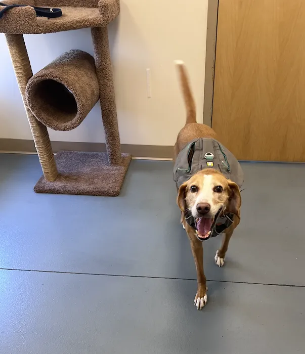 Kinship Animal Hospital Picture 10