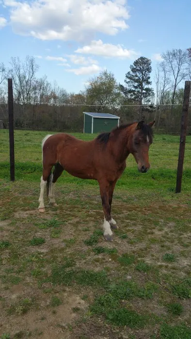 River Equine Veterinary Services, PLLC Picture 1