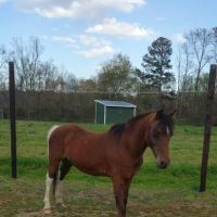 River Equine Veterinary Services, PLLC ico