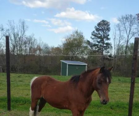 River Equine Veterinary Services, PLLC