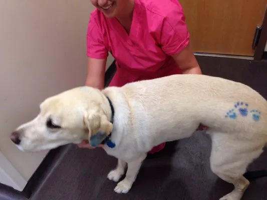 Winterfield Veterinary Hospital Picture 6