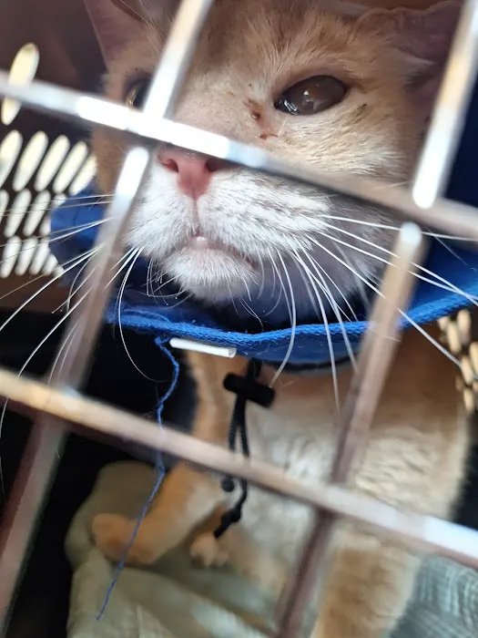 Animal Eye Care of Richmond Picture 7