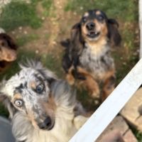 Maplewood Animal Clinic ico