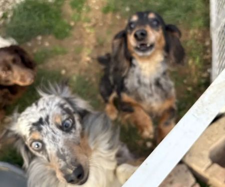 Maplewood Animal Clinic