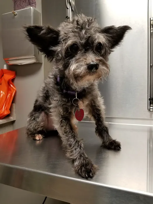 Kingston Veterinary Hospital Picture 3