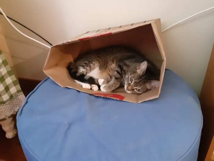 Kingston Veterinary Hospital Picture 5