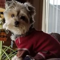 Kingston Veterinary Hospital ico