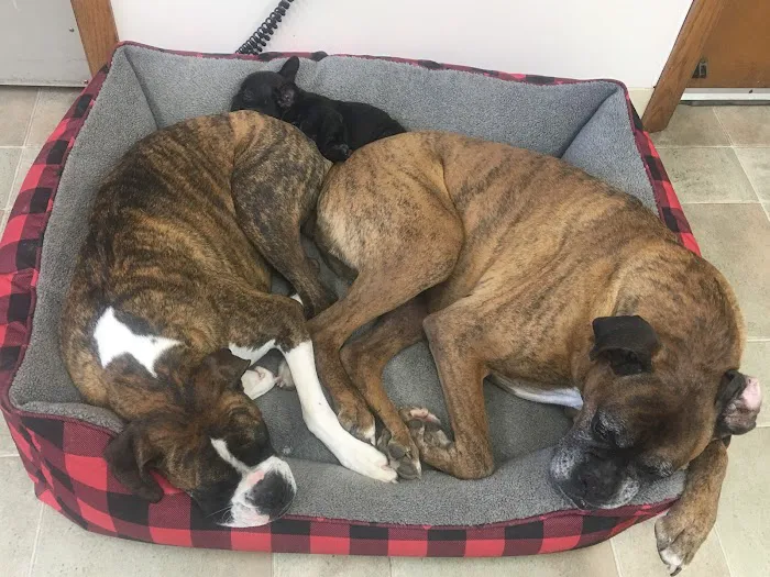 Brookhill Animal Clinic Picture 10