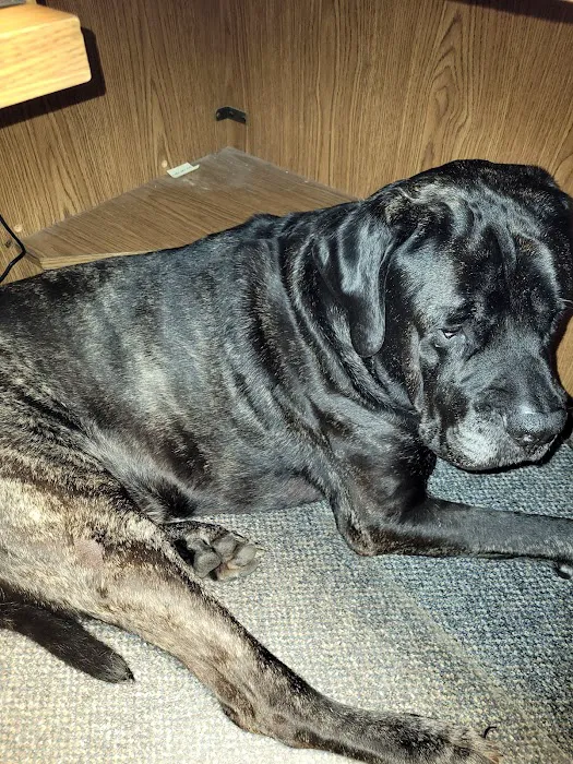 Brookhill Animal Clinic Picture 3