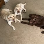 Brookhill Animal Clinic